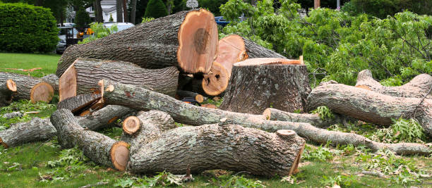 How Our Tree Care Process Works  in  Conway, PA