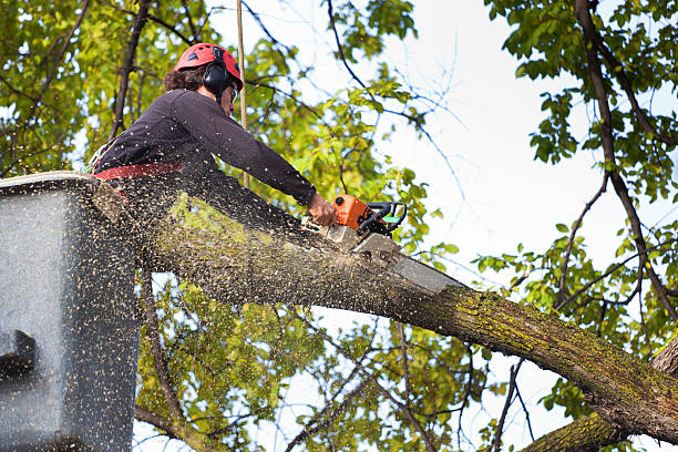 Best Lawn Dethatching  in Conway, PA